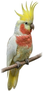 a parrot with a yellow mohawk on its head.jpg
